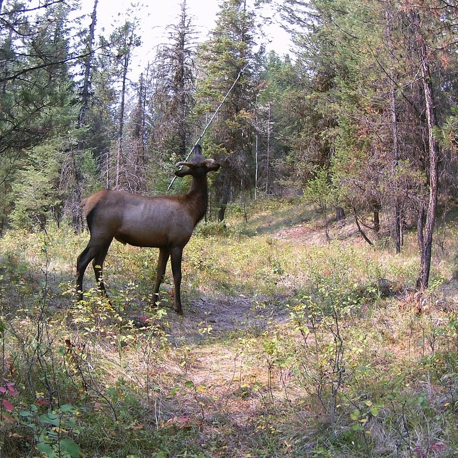 KootenayA's tweet photo. This spike finally came back to this mock scrape set up and can't leave it alone! #mockscrape #bullelk https://t.co/pxjZT9oljV