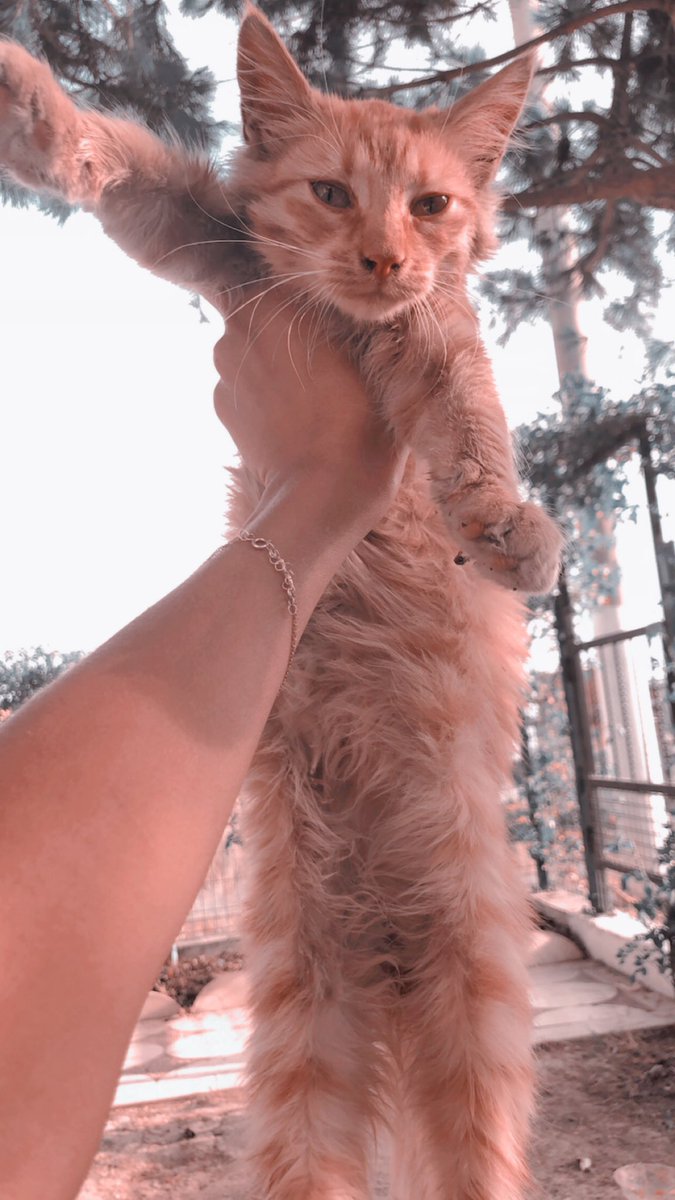 Yavas araba kullanmanız için bir sebep 🥺