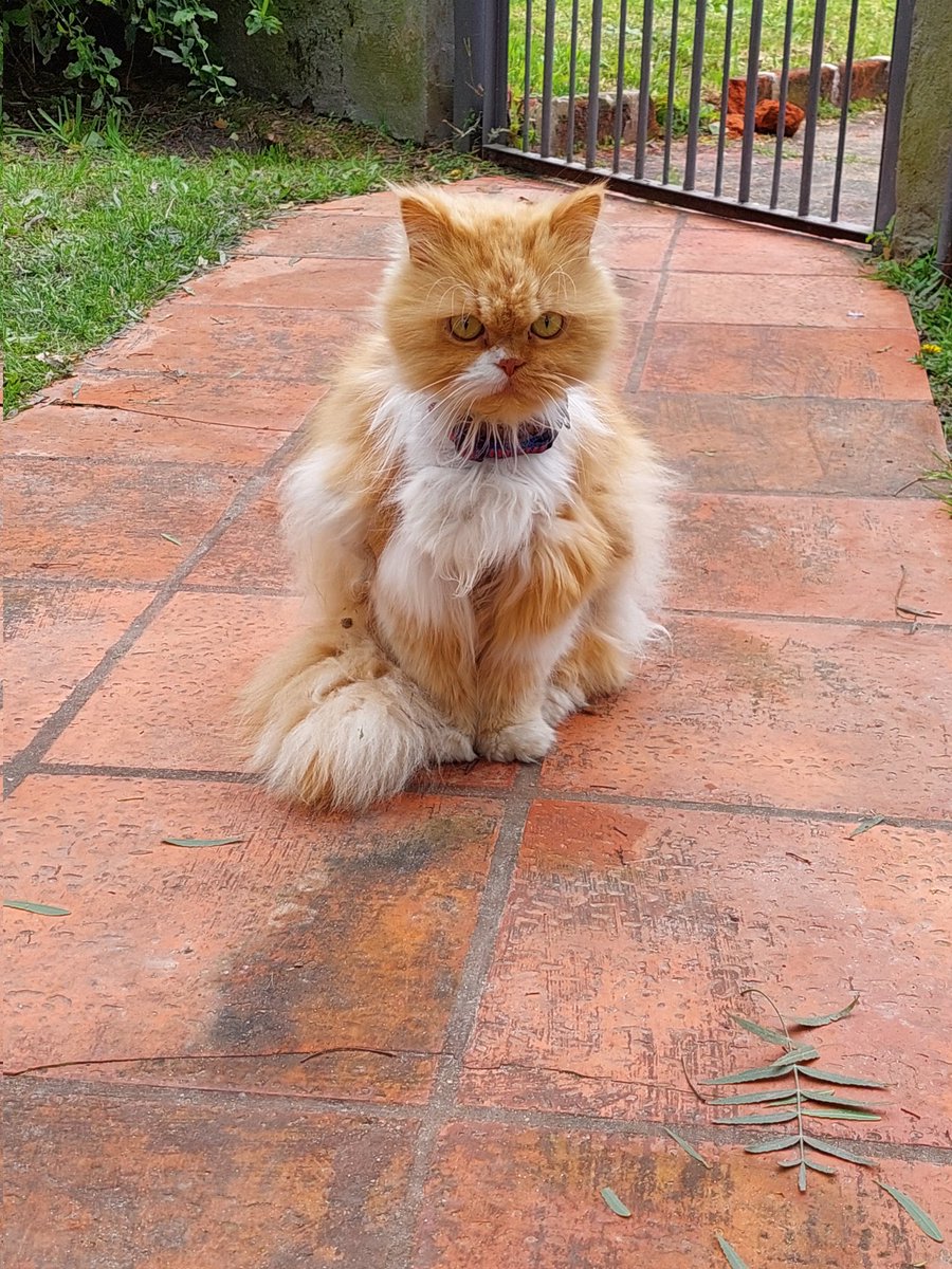 ParaUnPocoBo's tweet photo. Desde ayer de noche está este gato en mi casa. Tiene collar y está aparentemente recién operado. Estoy en Solymar Norte.
Me ayudan a compartir? Gracias!
@TipicaFoca 🙂 https://t.co/bCxq3oegwV