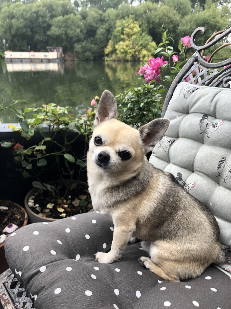 Dexter Chihuahua tweet media