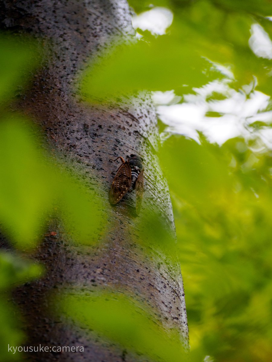 MacFan_kyousuke's tweet image. 夏の思い出
#夏の思い出
#夏を振り返る
#ファインダー越しの私の世界
#写真好きな人と繋がりたい
#Nikon
#OLYMPUS
#カメラ好きな人と繋がりたい