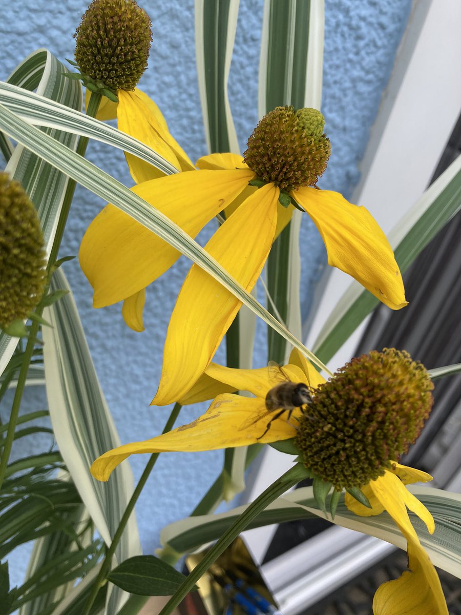 Devsubtropgdn's tweet photo. Just getting ready to open for our last @NGSOpenGardens @DevonNGS opening of the year. 
Our first visitor was this bee! 🐝 https://t.co/W23QIOKHCQ