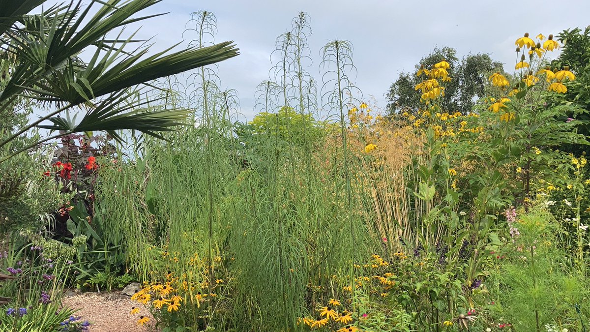 Devsubtropgdn's tweet photo. Just getting ready to open for our last @NGSOpenGardens @DevonNGS opening of the year. 
Our first visitor was this bee! 🐝 https://t.co/W23QIOKHCQ
