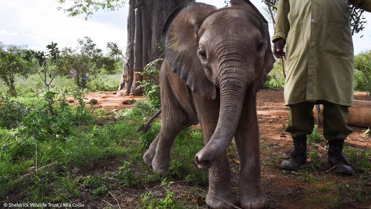 Sheldrick Wildlife Trust tweet media