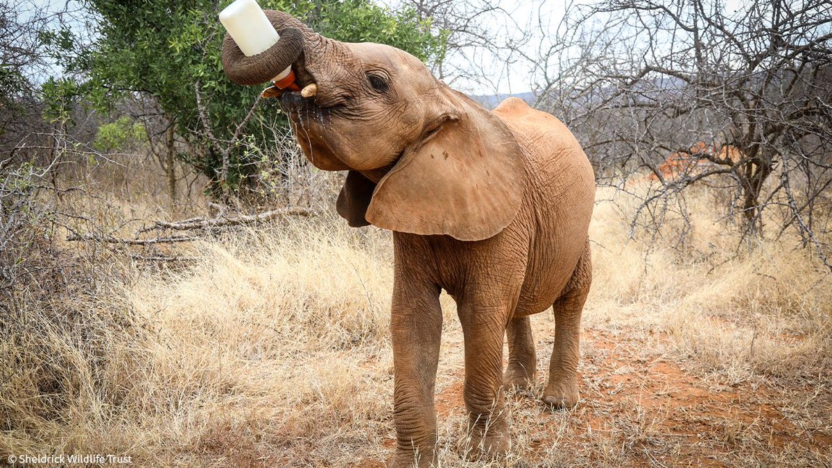 Sheldrick Wildlife Trust tweet media