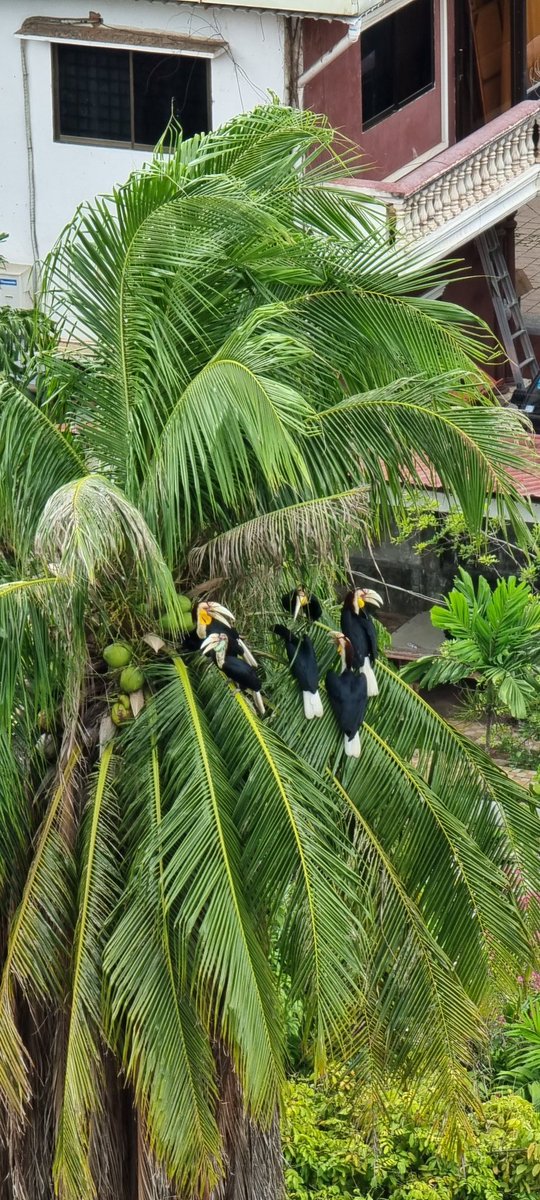 Today a few hornbill friends paid us a nice surprise visit.