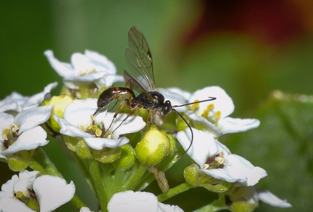 I’m going to enjoy it as long as the season allows. Being able to walk out your back door and observe the fascinating world of #Ichneumonidae #wasps <a href="/bigwaspsurvey/">Big Wasp Survey</a> #waspflower @BroadGavin <a href="/BuglifeScotland/">BuglifeScotland</a> <a href="/ScotPollinators/">Pollinators</a> <a href="/Britnatureguide/">The British Nature Guide</a> <a href="/WildlifeMag/">BBC Wildlife</a>