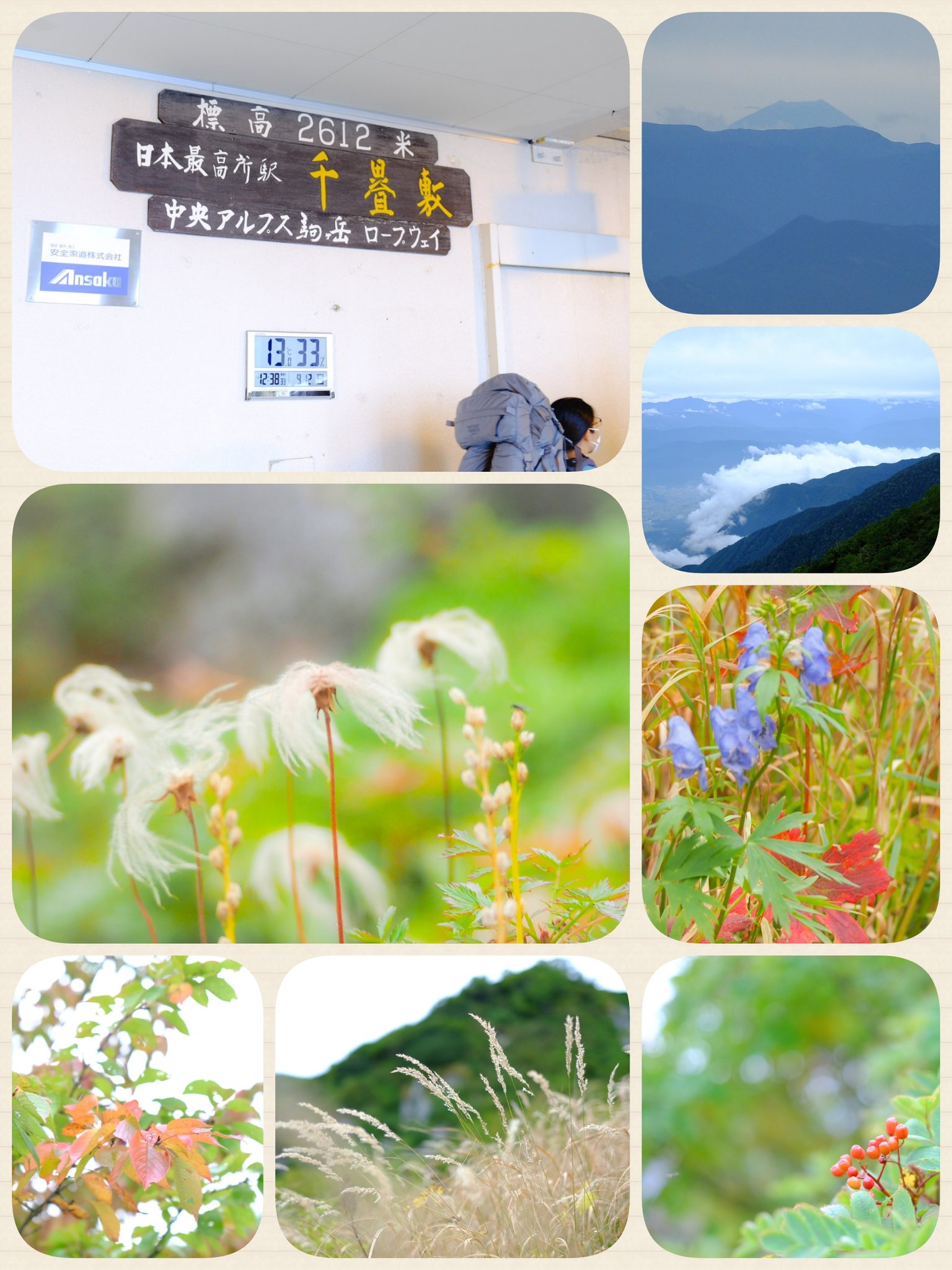 草もみじ Twitter Search Twitter