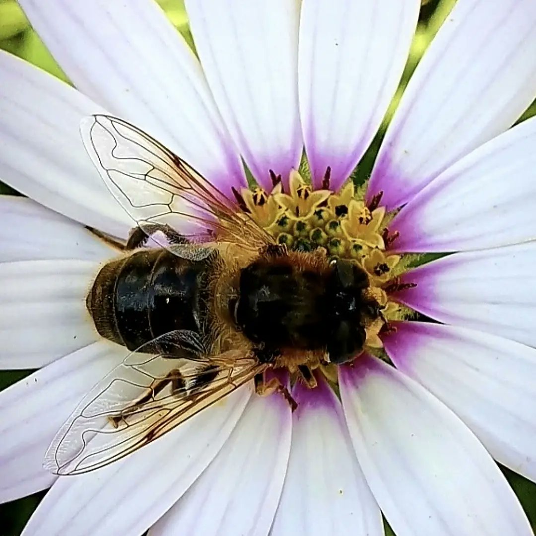 PaulFurlong1079's tweet photo. Happy Sunday folks hope you have a lovely,restful and sinful sunday

#photographylovers #flowershot #buzzin #raindaisy #wexford #flower #bee  #closeupshot #newross #nature #photography #flowerphotography #walks #eire #beeshot #naturelovers #sundayvibes #Ireland https://t.co/ELnCTwinEY