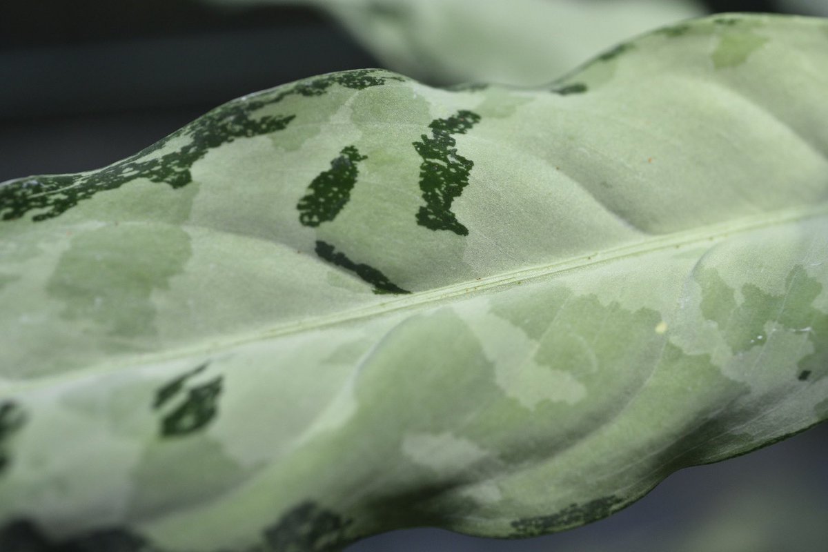アグラオネ マピクタム　TZ便 Aglaonema pictum 鳳翔 アグラオネ マピクタム TZ便 Aglaonema pictum 