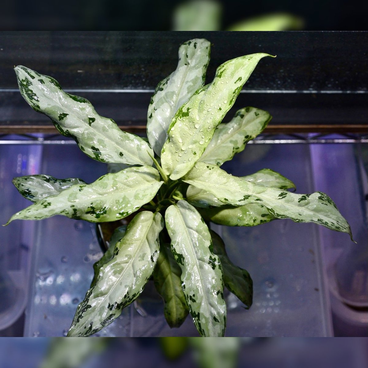 アグラオネ マピクタム 鳳翔 TZ便 Aceh Aglaonema 久しぶりの登場❗️ ネームド迄はと思い通称と致します。 Aglaonema