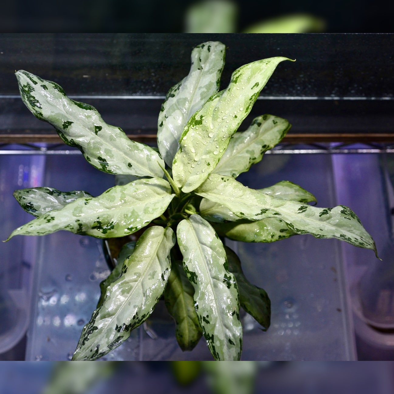 東南亜細亜植物採取家 TZ便 on X: 