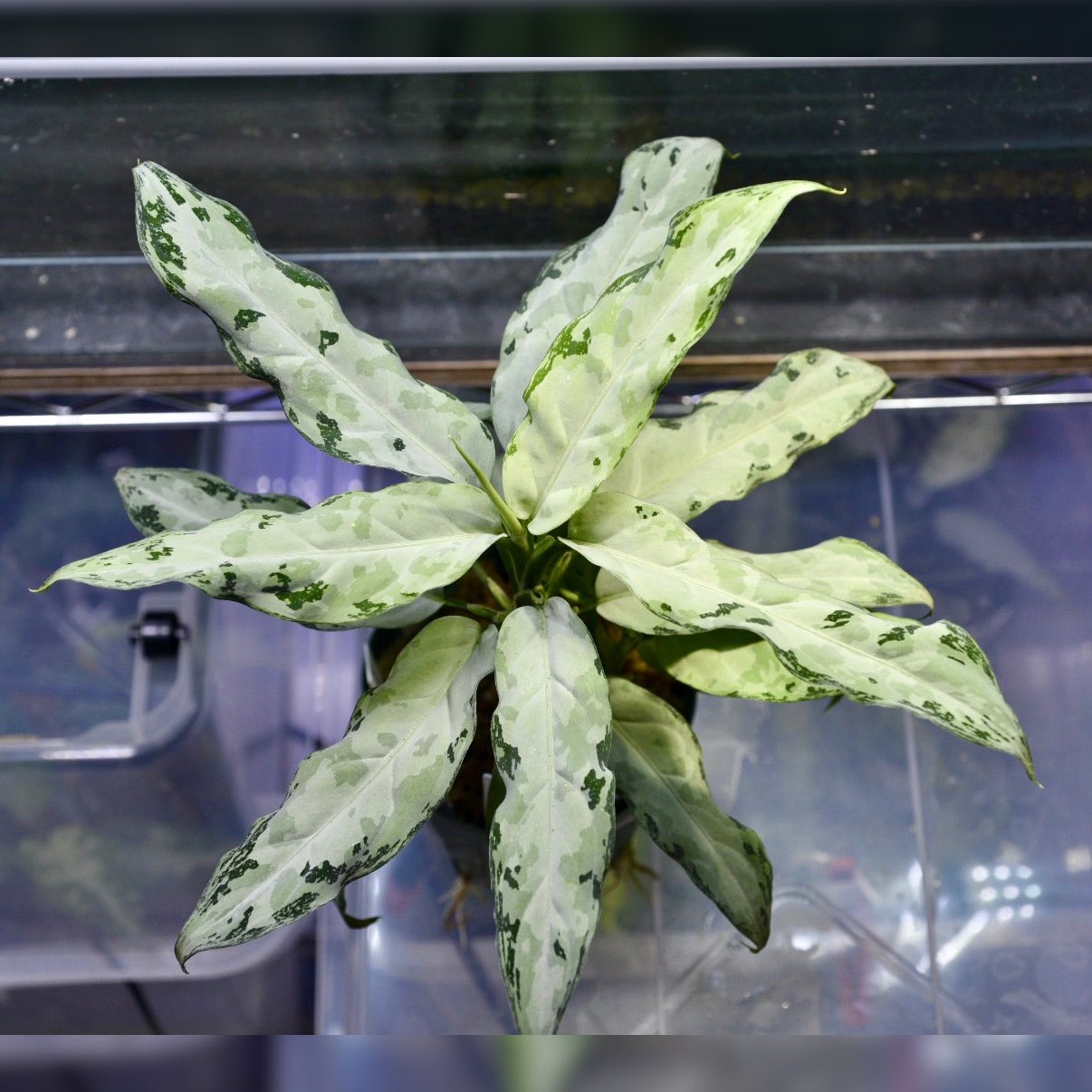東南亜細亜植物採取家 TZ便 on X: 東南亜細亜植物採取家 TZ便 on X: