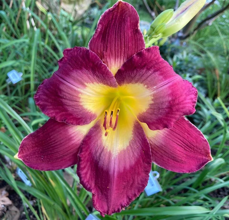 TattoodGardener's tweet photo. 2021 Registration, named for my father. Hemerocallis โPaul Gellatly Sr.โ #hybridizer #horticulture #thetattooedgardener #perennial #daylily https://t.co/8fE2rEyaQp