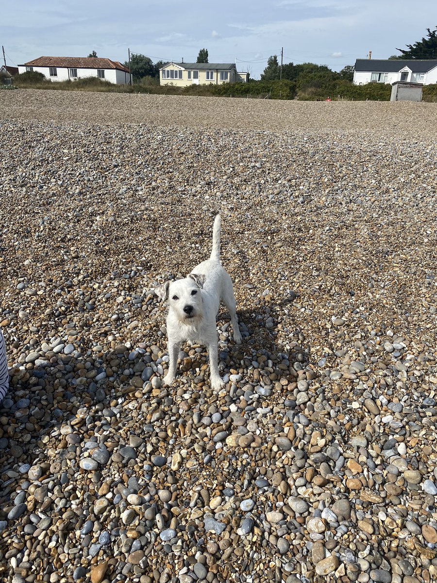 StanleyTiger's tweet photo. When you go to the beach & they havenโt bought any kit with them. Not even a feckin โฝ๏ธ #TerrierProblems https://t.co/MRir7Jbu1r