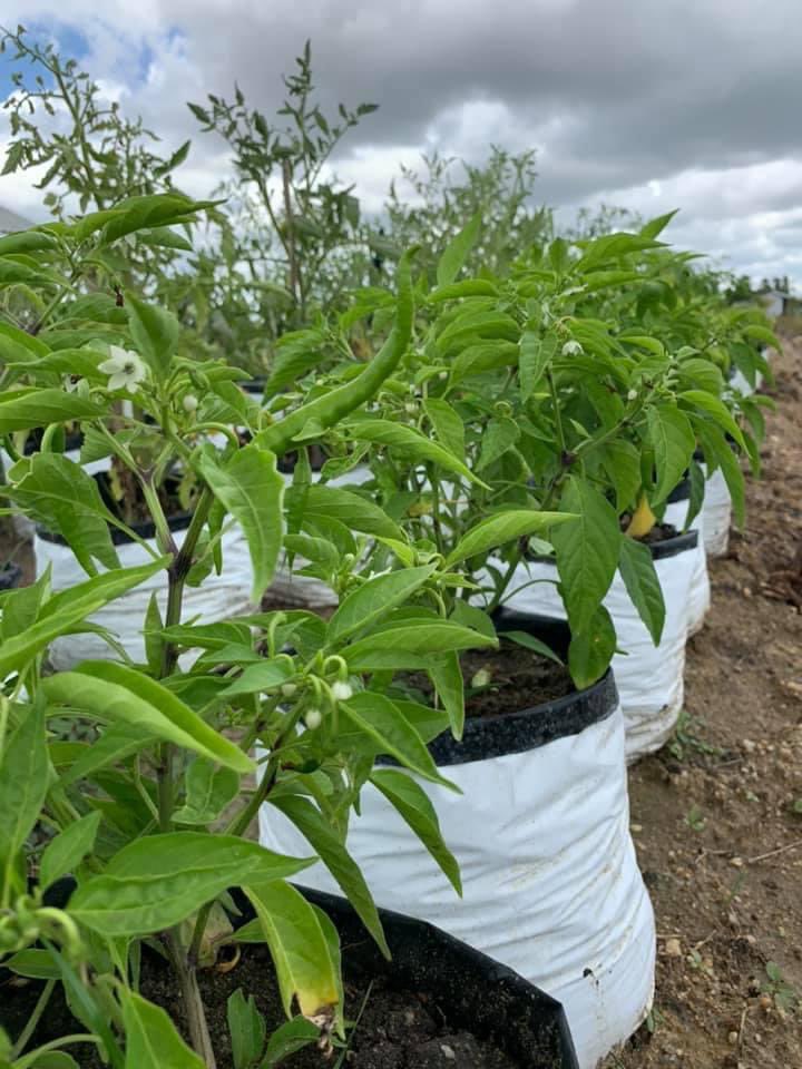 FreshWayAgro's tweet photo. #FreshWayAgroFarm #organicfarming https://t.co/mWtfp3FwGC