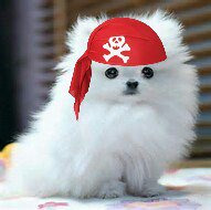 MysteryCatSleep's tweet photo. Arrh! Scurvy Eddie remind yous to get yer orders in for #SleepEvent--mines is Parrot Green! π΄ββ οΈπ΄ββ οΈπ΄ββ οΈ
@irisesther54 @danapixie @RinzenLhamo @Yellowonetsy @MillieOTLFP @paseri021 @Pixie_Tooth @KrisArmstrong1 @carolyn_from @klscomus1 @PeterRabbit67 @badpiratemonkey https://t.co/IkmikoG6Gg