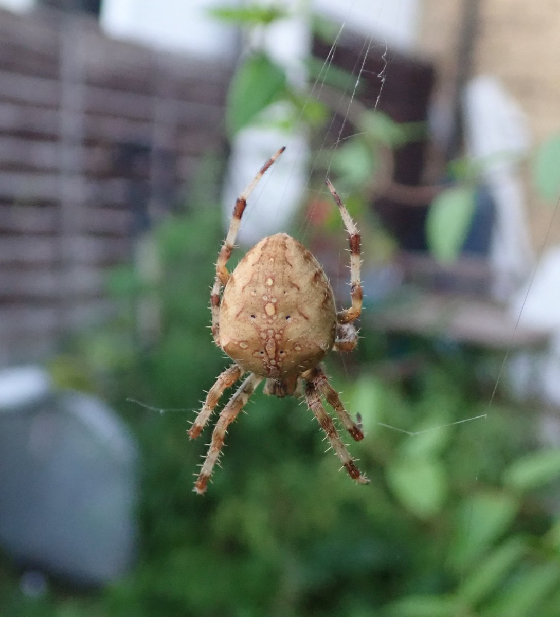 Dr Victoria J Burton 🪱 tweet media