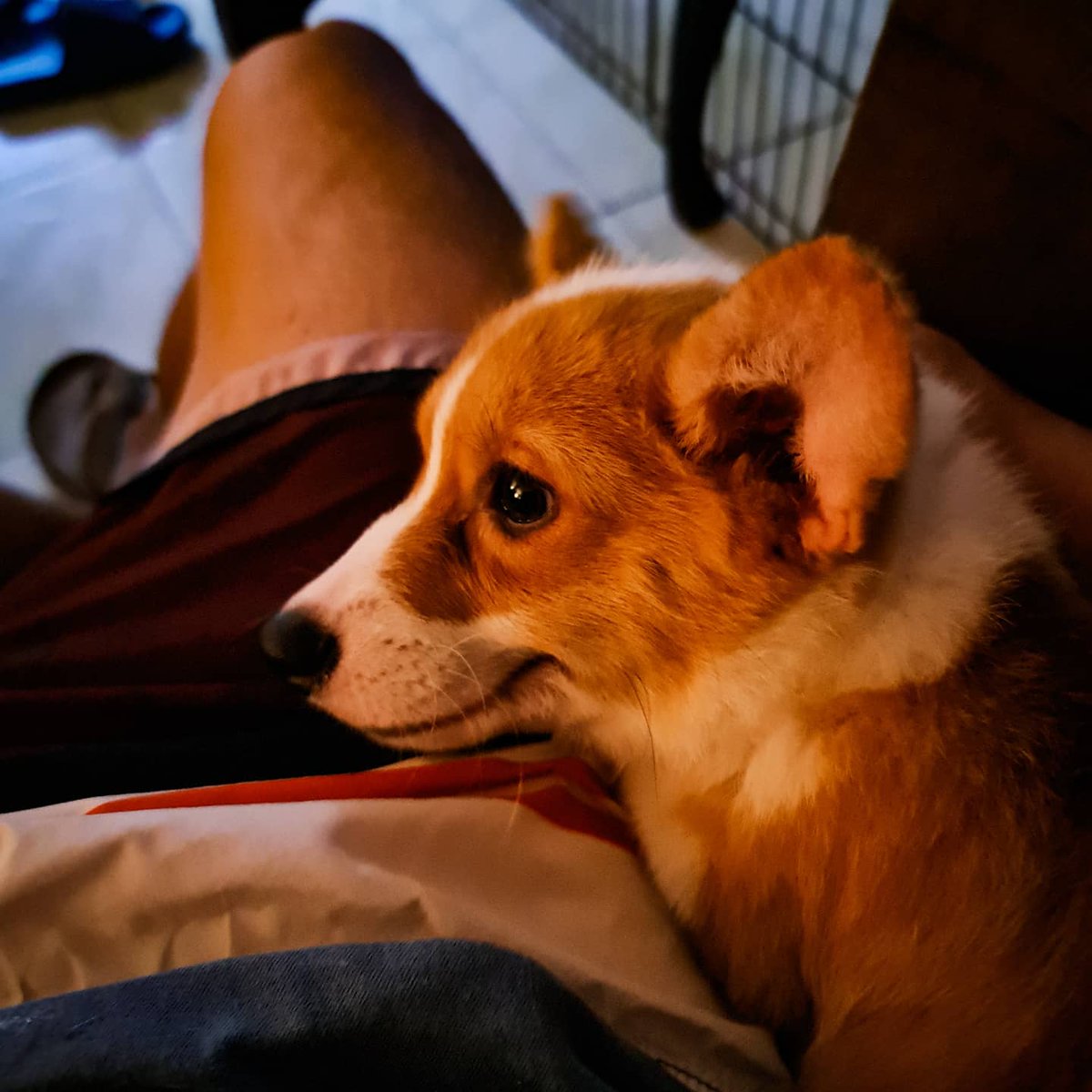 SouthPacCorgis's tweet photo. This spot is taken. π§‘ππΆ
#mypeachcorgi #corgi #corgiph #corgipuppy #dogs #dogsoftwitter #furbaby #cutedogs https://t.co/AbAyo7Pnrs