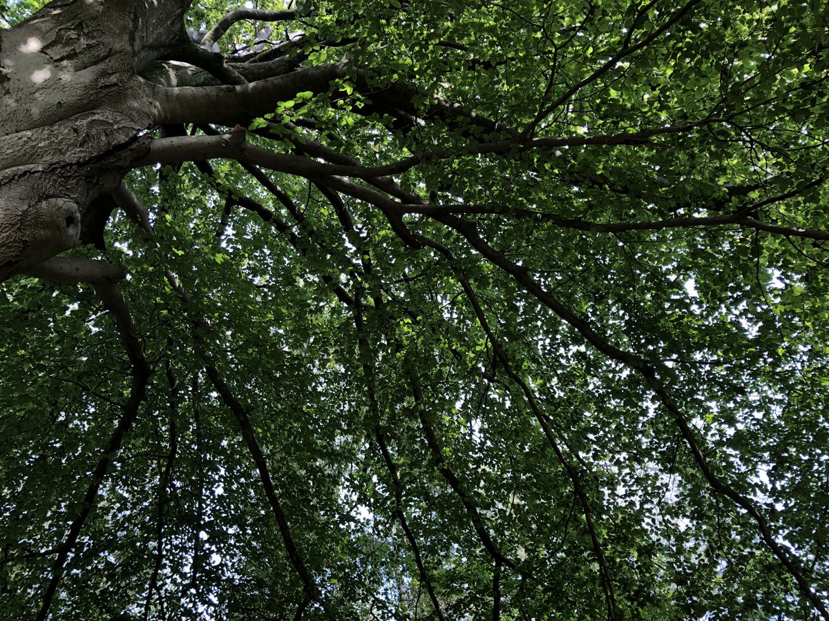 BioSchwan's tweet photo. Ich frage mich ja, wie Menschen ohne regelmäßiges Waldbaden überleben können. #Waldschrat https://t.co/LLN8AtHH4Q