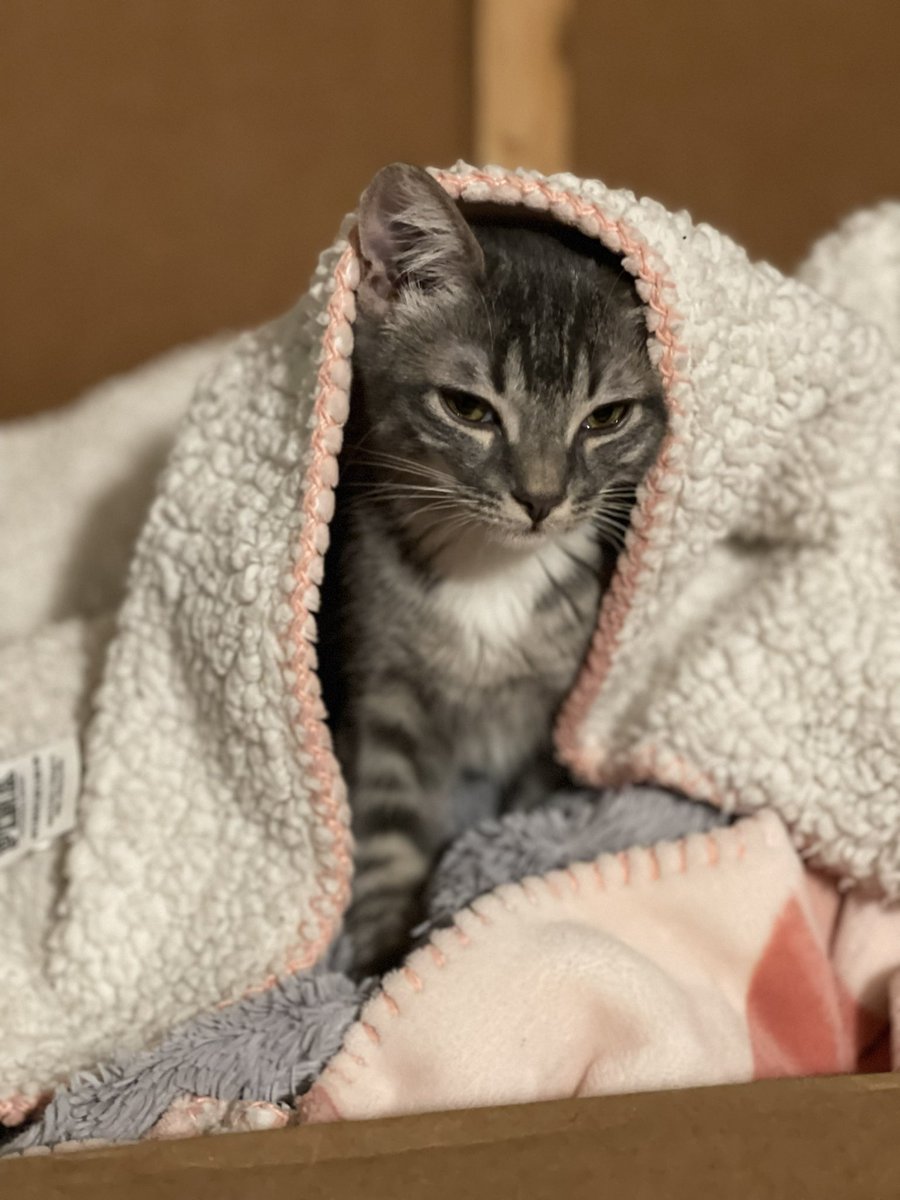 Everxlasting_'s tweet photo. @rkxine I got two cats, this is Lilith https://t.co/FwuVUoXlAz