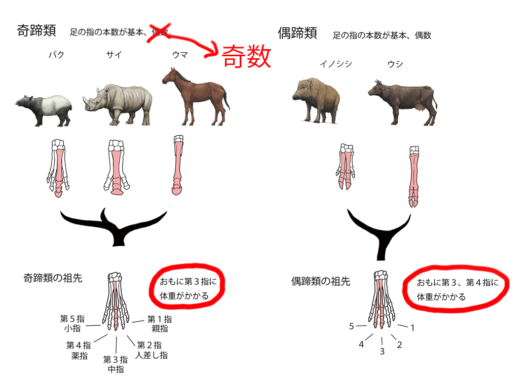 偶蹄類