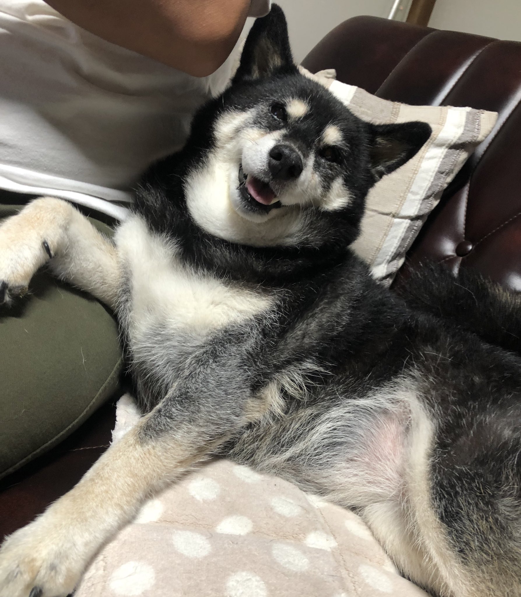 偉そうな犬 Twitter Search Twitter