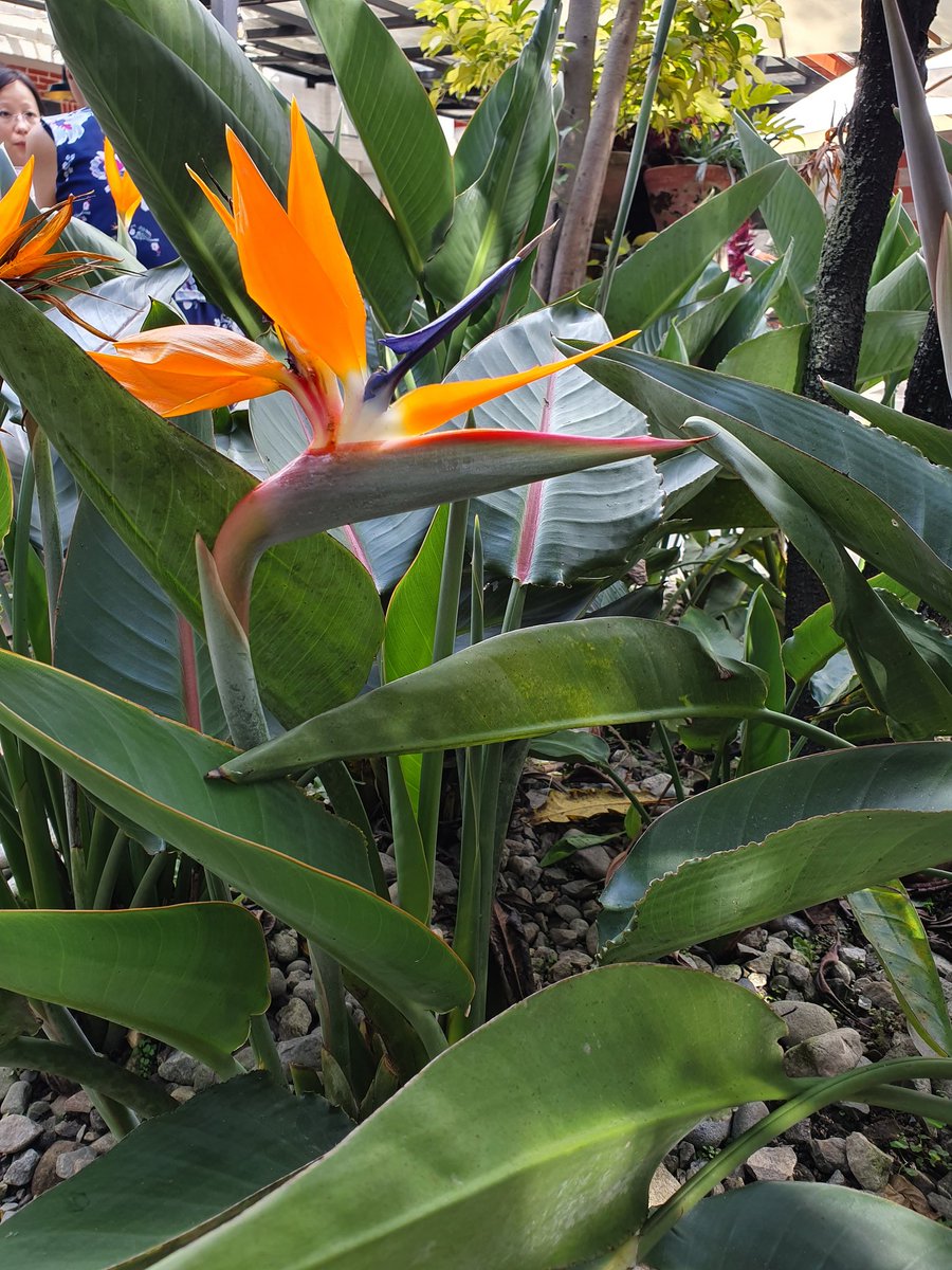 TaraTeacher1's tweet photo. Beautiful bird of paradise ππ±π³π΅ #kathmandu #plants #nature #nepal #weekendwandering https://t.co/KyyzDGPSrF