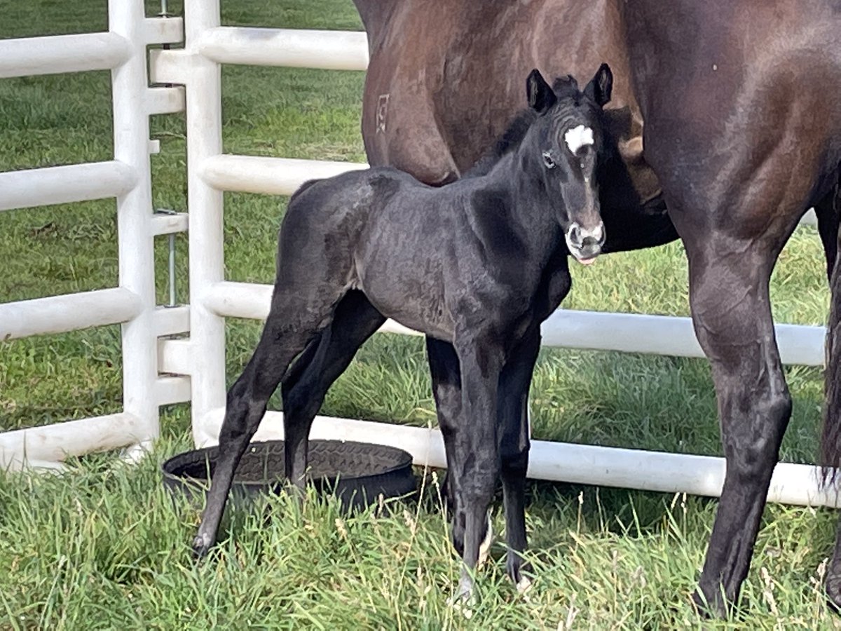 TbredsWatson's tweet photo. Such a lot of firsts!
Our first foal for the season.
First foal for winning Showcasing mare #Inceptive from the first crop of Gr 1 winner D’Argento.
Here’s hoping there will be many firsts when she embarks on her racing career 🙏🤞🙏🐎 https://t.co/lFUvfR65eq