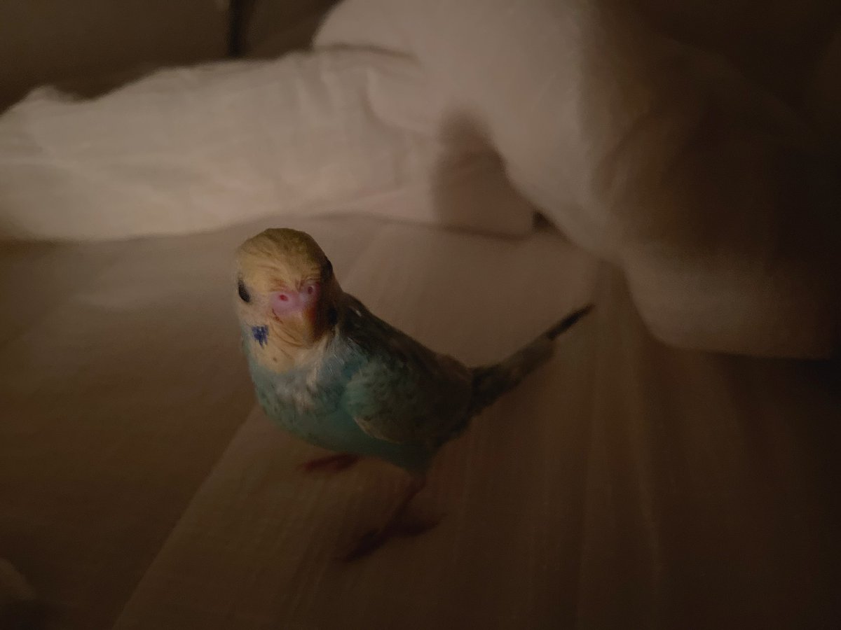 zunchaka23's tweet photo. ルウちゃん今日からケージデビュー🦜
怖くないかな？とか落ちちゃわないかな？とかいろいろ不安すぎてわたしが気になって眠れない🥲笑
あ〜可愛すぎる癒しすぎるっ🥺❤️ https://t.co/qDSz1oCCxU