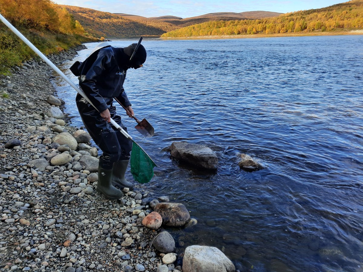 JaakkoErkinaro's tweet photo. Salmonid trio completed: snorkeling for brown #trout on Fri, Atlantic #salmon on Sat, #alien pink salmon on Sun. Pink salmon spawning almost over in the River Teno/Tana, big differences in egg development, some almost hatching, some not even eyed.
@LukeFinlandInt @LukeFinland https://t.co/Sox34goSWH