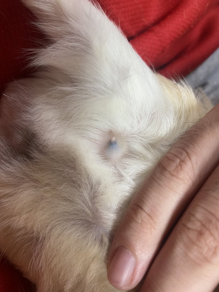 乳腺腫瘍 Twitter Search