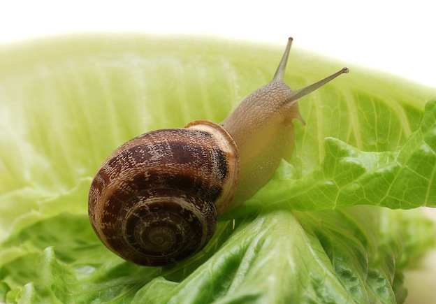 oldweirdbritain's tweet photo. #Wallfish = #somerset dialect for the garden snail.
Snails are a traditional West Country food, usually stewed in #cider and served with herb butter. Try them with parsley, tarragon, chives or thyme.
#slowfood https://t.co/D9XrHkqA22