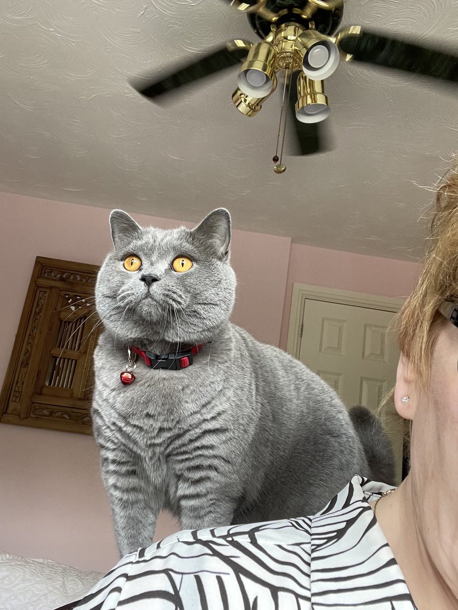 Louis Amadeus 🌈. Davis 🌈 Duke now tweeting. tweet media