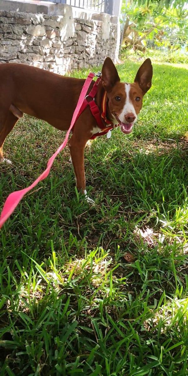 colliesontherun's tweet photo. #Missingdog He just arrived 11/9/21 from rescue center in Spain.He was very scared and run off in the night. TAGGED/CHIPPED&amp;NEUTERED 
PlS  if you find him 📞 07393305943
#Lost in #Gravesend area #Da12. Ferndale road 🆘

https://t.co/dbSUHX1AFM

https://t.co/bSpEu4gYwa https://t.co/NetYfBWsdU