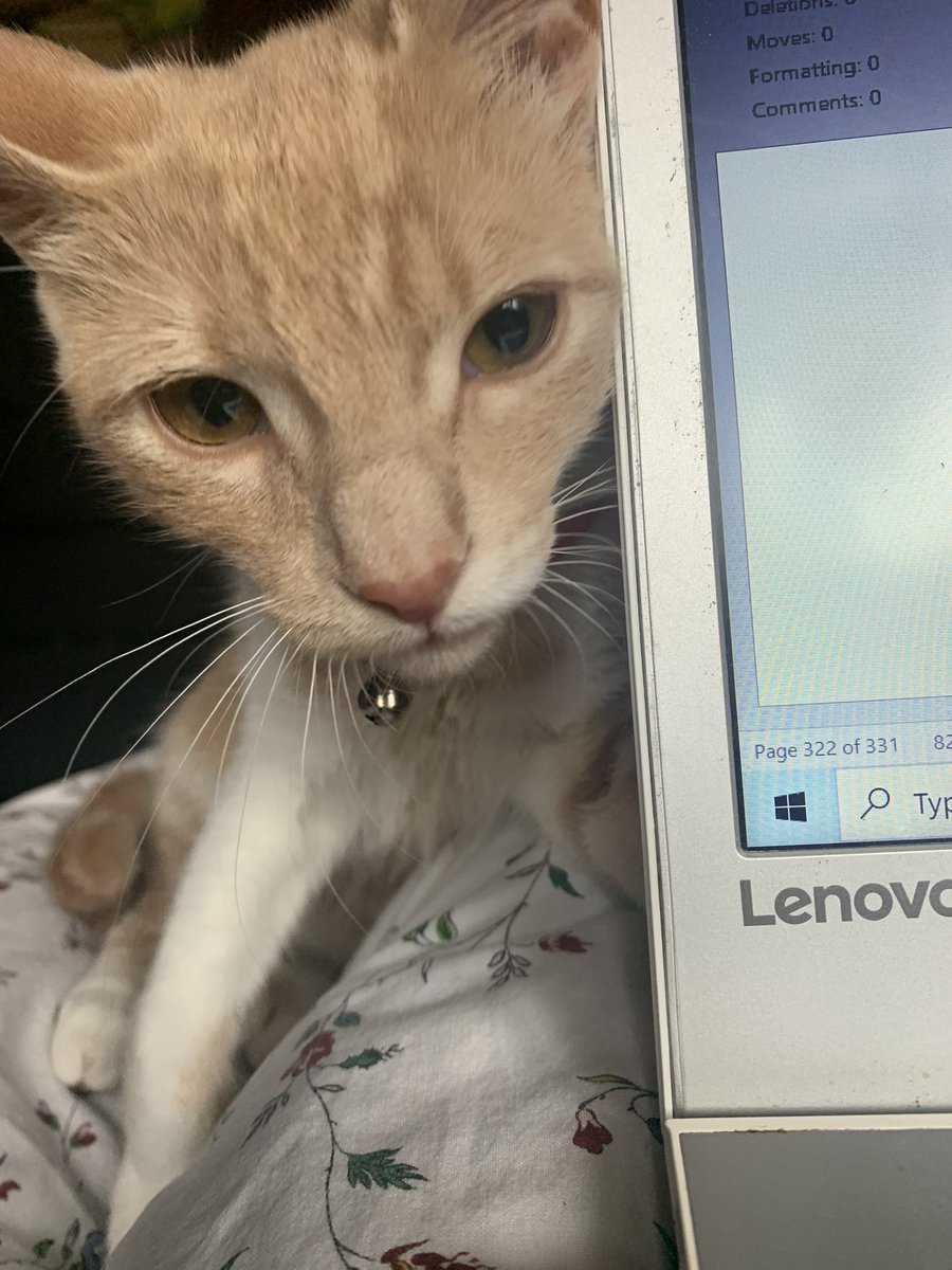 maianikitina's tweet photo. Stop working and play with me, hooman 
#CatsOfTwitter https://t.co/ukvYzCF786
