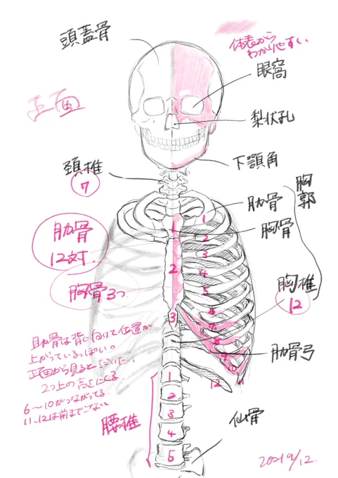 3日振りに模写
骨格のランドマーク
肋骨描くのが毎回大変 