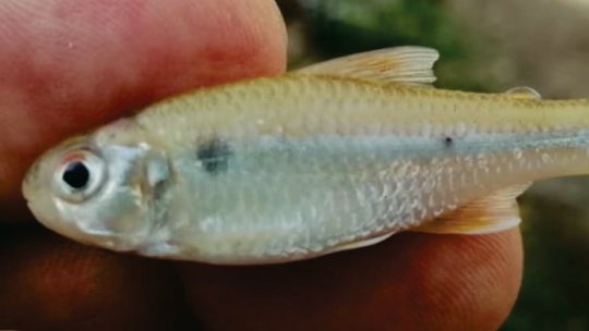 FishInTheNews's tweet photo. #NewSpeciesAlert Four new species of πΆππππππ’π‘π’π (#characin) from the Department of Santander, #Columbia. #tetras #tetra #characins
π https://t.co/7o2T20Okk9
π· πΆππππππ’π‘π’π πππππππ π https://t.co/kiFsh6D0hj