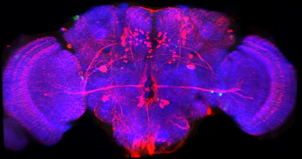 Carolina Rezaval (@crezaval) on Twitter photo Please RT!
Interested in genes, neurons and decision-making? We're looking for a #PhD student to join our lab <a href="/UoBbiosciences/">UoB Biosciences</a>
Info: rezavallab.org. Contact me if you have any questions. #neuroscience #Drosophila Please RT!
Interested in genes, neurons and decision-making? We're looking for a #PhD student to join our lab <a href="/UoBbiosciences/">UoB Biosciences</a>
Info: rezavallab.org. Contact me if you have any questions. #neuroscience #Drosophila