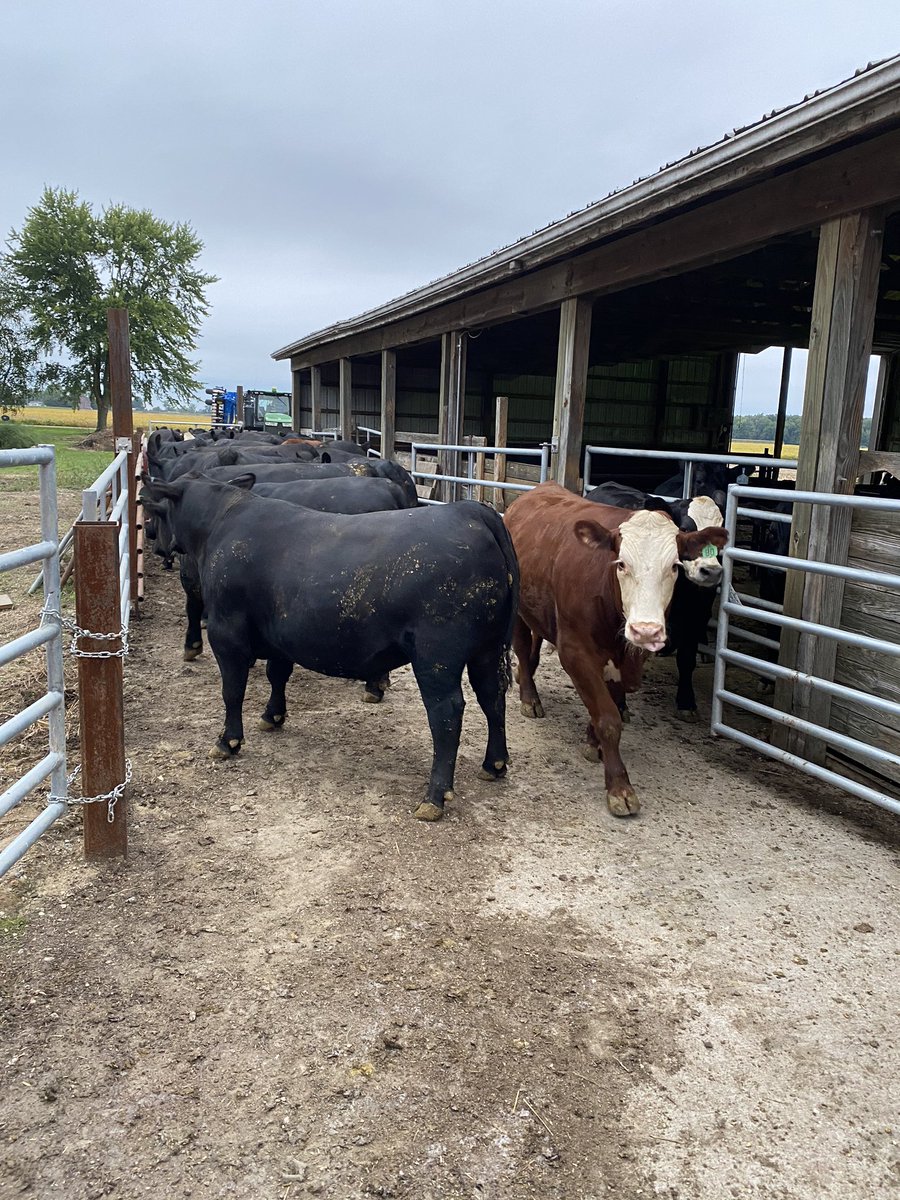 64crumbaugh's tweet photo. Loaded up and headed for Jolsin! Hoping the kill plant grades them as good as I think they are🤞🏼🤞🏼 #michigancattle https://t.co/4kcf8uz0Jo