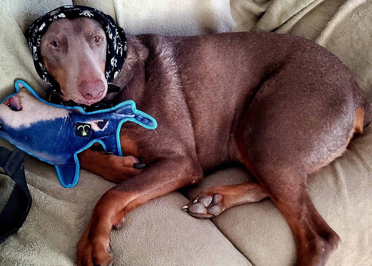 bmayfield211's tweet photo. Lol he knows we are laughing at him. #Doberman #family https://t.co/omFD9aexaz