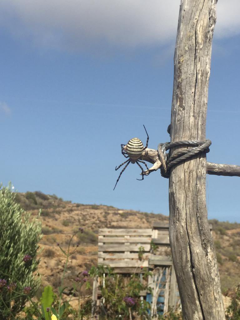 CaseriodeIcor's tweet photo. Molestamos sin querer a una araña tigre en nuestro huerto en el #caseriodeicor. Pero al día siguiente tenía tela y cocoon 👏🕷🕸❤️ (más en el blog https://t.co/o4SWbRQUj6) https://t.co/p4xJNQilW8