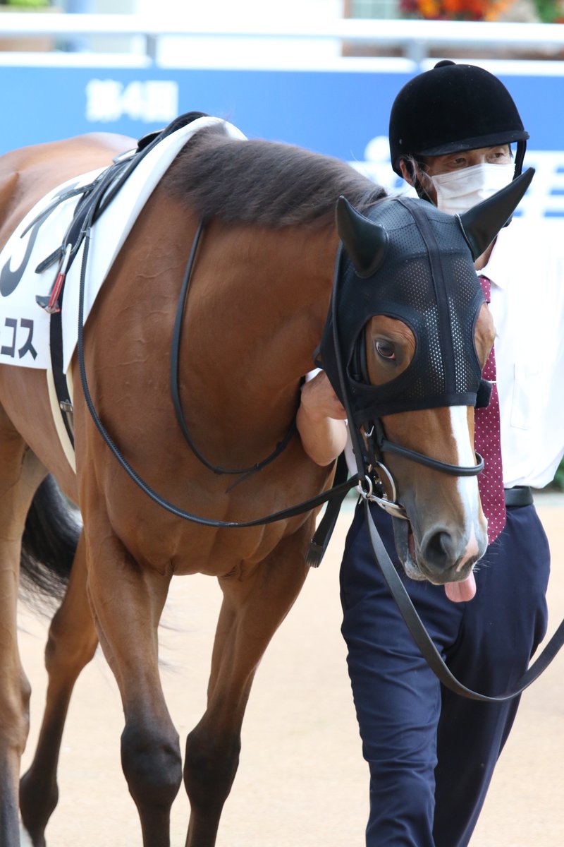 ライオンレースホース Twitter Search Twitter