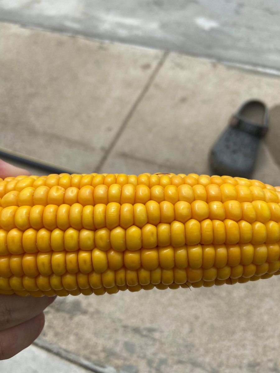 AScott1833's tweet photo. Have you ever seen corn that doesn’t dent?! That’s the elevator ticket from NE Arkansas and it does say 67.9lb test weight! Tim Barrett grew an excellent crop of Beck’s 6774 conventional this year. https://t.co/yFpXYpJdQE