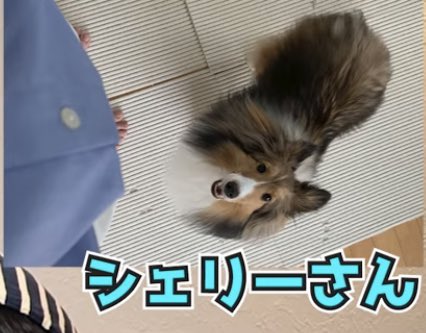 森本慎太郎が病気 苦労や伝説のエピソード満載 ペットの犬も徹底調査 ドラマ 芸能