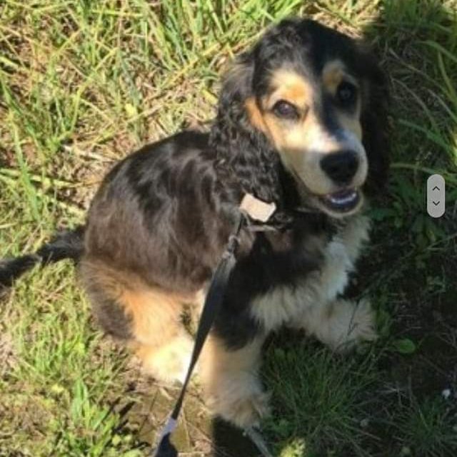 JohnDaffern2's tweet photo. #Missing: COCO
#Chipped female #CockerSpaniel
#Lost: 12/09/21
Area: West Entrance #ColdfallWood #EastFinchley #London #N2 (#southeast)
* Coco is wearing a pink collar - Please call 07711-024-417*
https://t.co/mDzCpMC6LH https://t.co/d4kKqz77lt