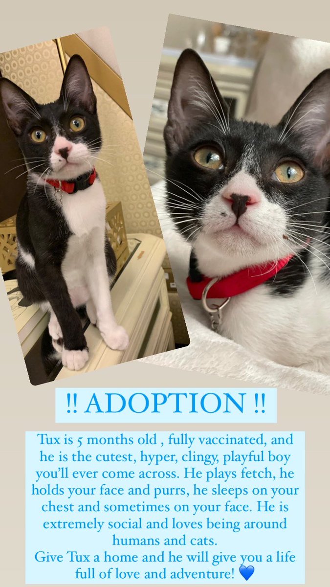 SamSweid's tweet photo. Retweet plz and help Tux find a loving home. 🤍 https://t.co/mUsDCHygfI