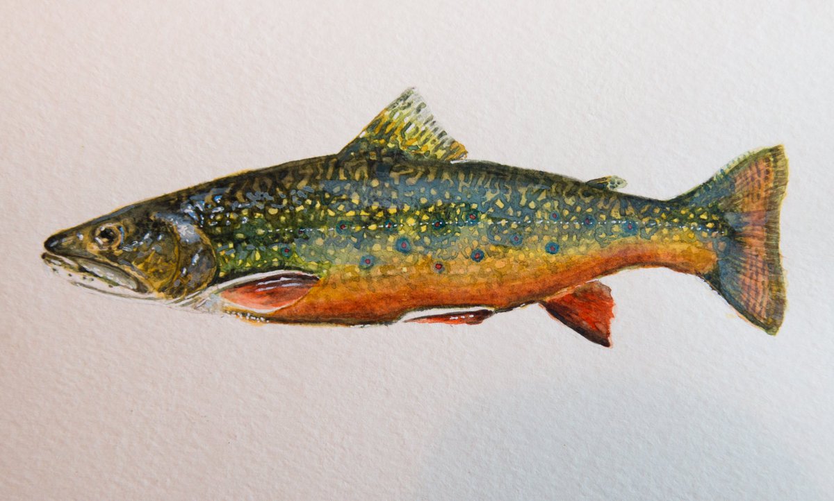 Le brook trout. The only native trout of the Southeastern US. And it’s not really a trout! It’s technically a char. #fishfacts
