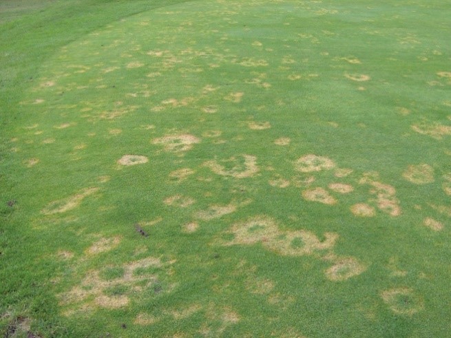 EnvuTurfUK's tweet image. Outbreaks of Microdochium Patch can occur in mild damp conditions between 5 and 15°C 🌡️. Make sure you monitor local weather conditions and treat with a preventative fungicide if conditions are high risk #DiseaseSeason #TurfTips