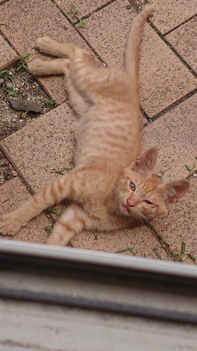405bbbz's tweet photo. 和歌山市北部で、迷い猫探してます。

・メス
・生後6ヶ月程
・避妊手術済みのため耳に傷があります。
・和歌山市の地域猫に登録済です。 https://t.co/kxm8pDmGXG
